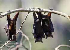 Photo of Bats may hold henipavirus threat for W Africa: study