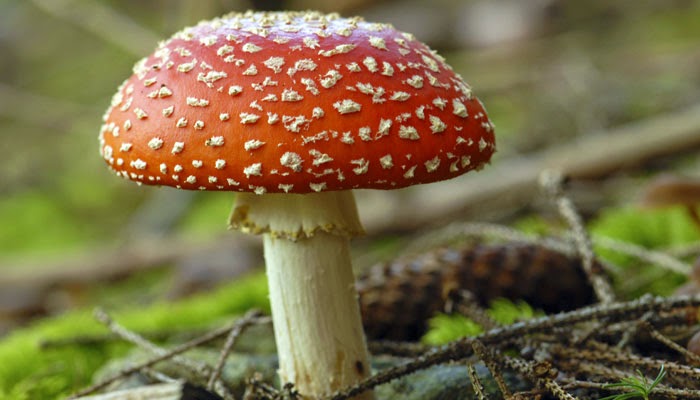 Photo of Poisonous mushrooms could help cure deadly diseases