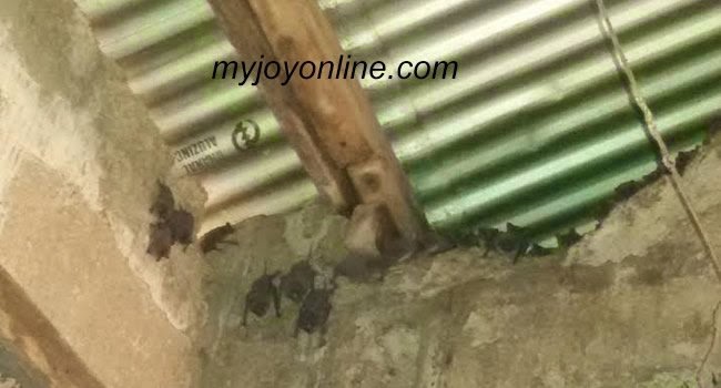 Photo of Bats invasion: Asuboi teachers’ bungalow, basic schools overrun by mammals
