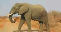 Photo of Stray elephants injure two residents in Bongo