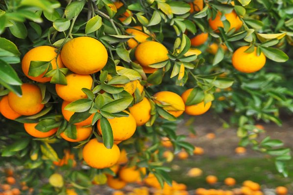 Photo of Eat oranges to ward off heart disease, diabetes risk