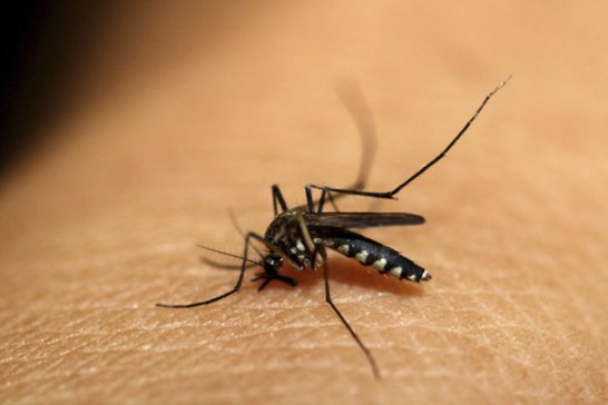 Photo of Altering ‘flavour’ of humans may help fight malaria