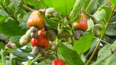 Photo of Cashew Farmers Association Declares Price For 2020