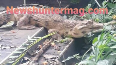 Photo of Strange Crocodile Found At Chiraa Cemetery In Bono Region (Photo)