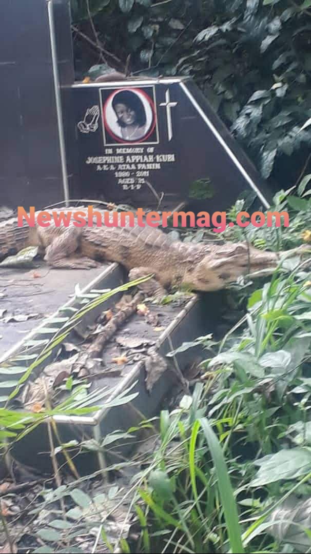Crocodile found at Chiraa cemetery