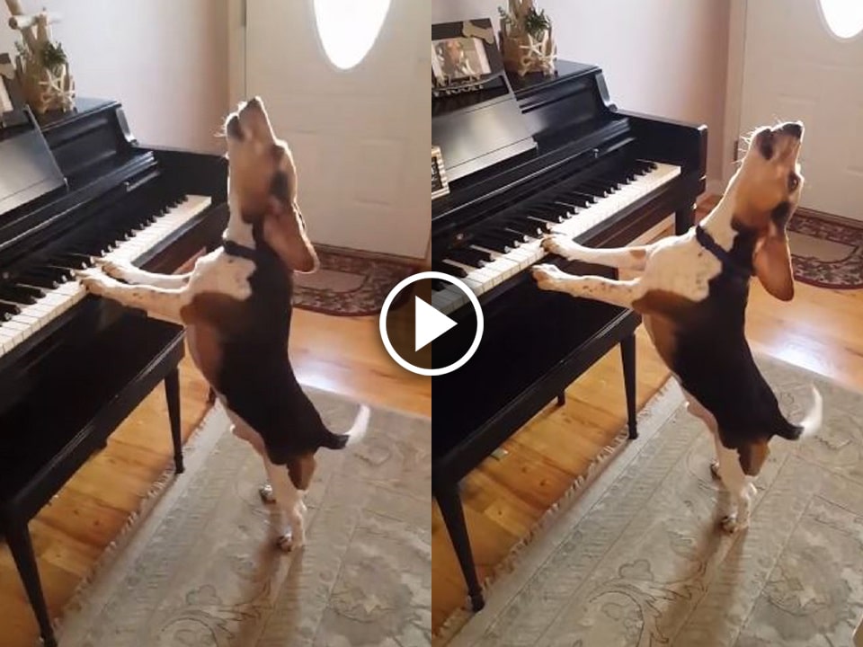 Video of a dog singing and playing the piano