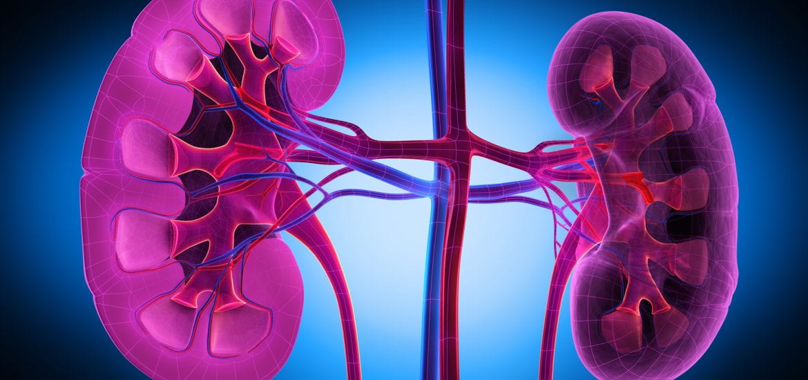 Simple Habits To Promote Kidney Health