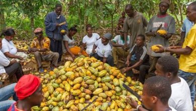 Photo of Cocoa Farmers React To New Price Increase Announced By Government